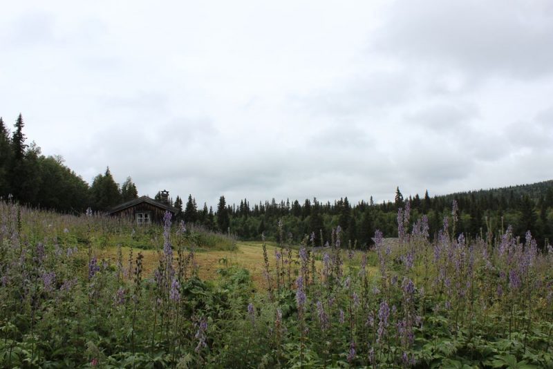 Lyssna på skogens berättelser